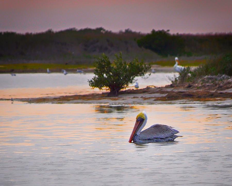 Padre Island Pelican Photograph by Kristina Deane