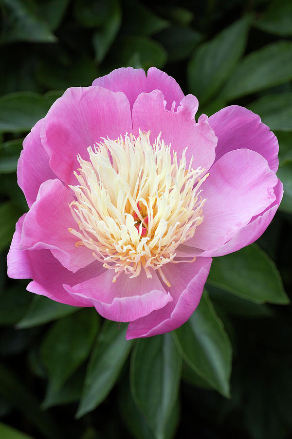 Paeonia 'bowl Of Beauty' Photograph by Geoff Kidd/science Photo Library ...