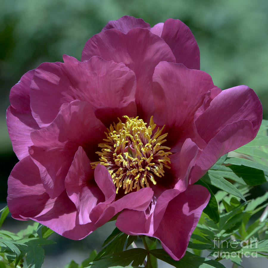 Paeonia Chinese Dragon 7125a Photograph by Terri Winkler - Fine Art America