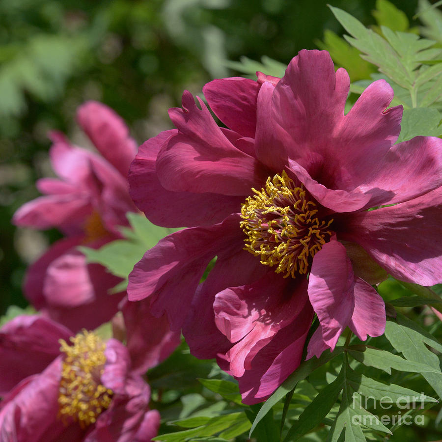 Paeonia Chinese Dragon 7126 Photograph by Terri Winkler - Fine Art America