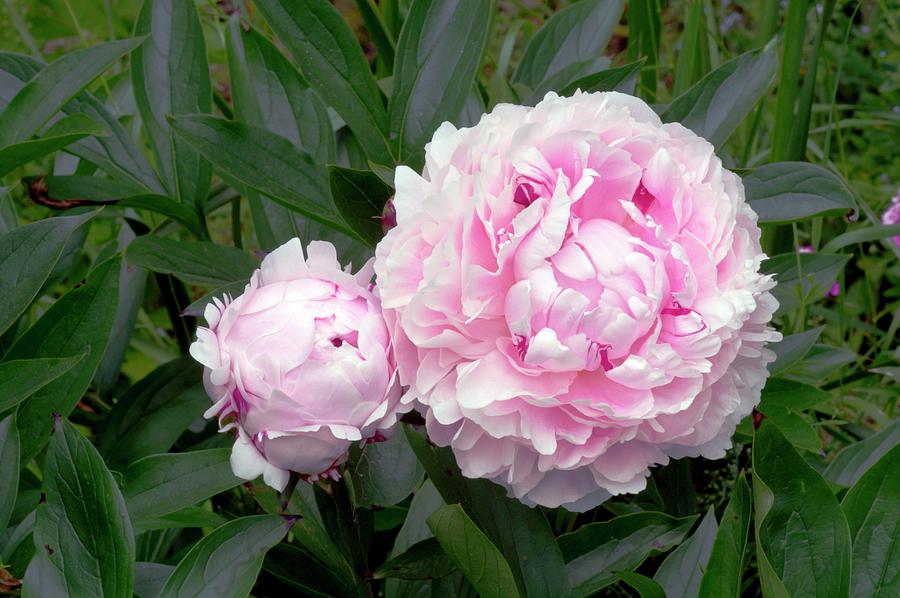 Paeonia Lactiflora 'sarah Bernhardt' Photograph by Brian Gadsby/science ...