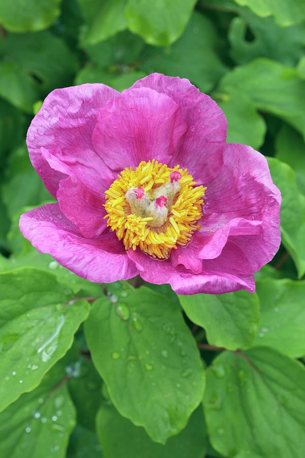 Paeonia Mascula Subsp Triternata Photograph By Geoff Kiddscience