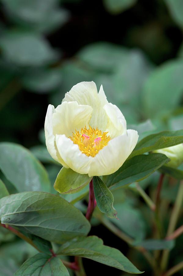 Paeonia Mlokosewitschii Photograph by Sam K Tran/science Photo Library
