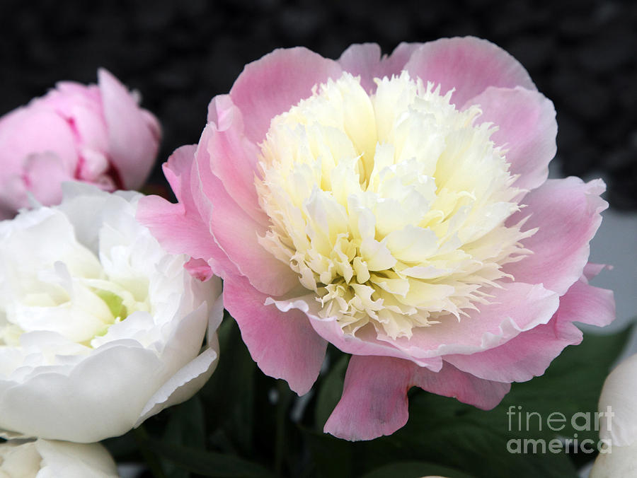 Perennial Photograph - Paeonia Touch of Class by Ros Drinkwater