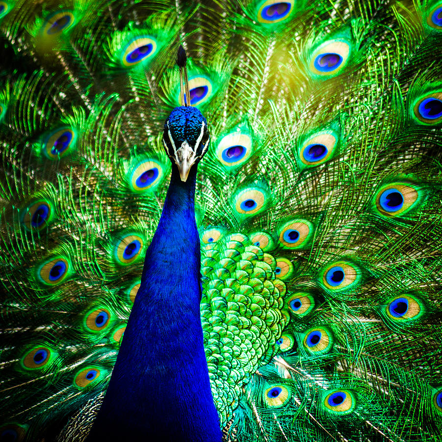 Peacock Photograph - Pageantry Of Colors by Daniel Chen