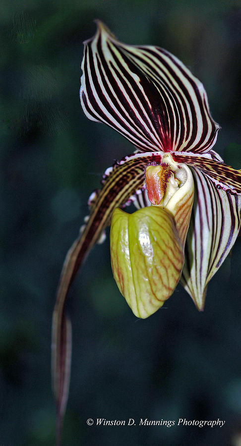Paphiopedilum Orchid Photograph - Paphiopedilum Orchid #9 by Winston D Munnings
