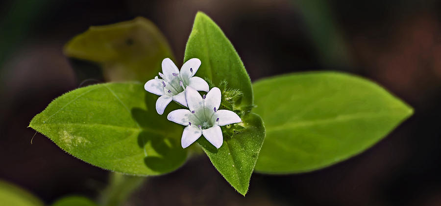 Pair of Tiny White Weed Blooms Photograph by Michael Whitaker