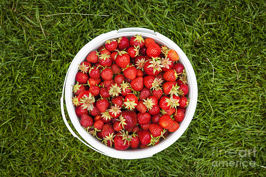 Pail of strawberries  Photograph by Elena Elisseeva
