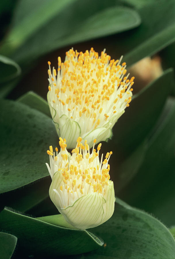 Paint Brush Flower Heads Photograph by Anthony Cooper/science Photo Library