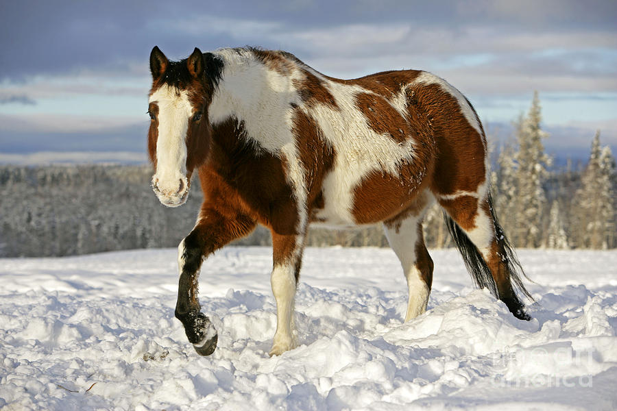 Paint Drafthorse In Snow Photograph by Rolf Kopfle