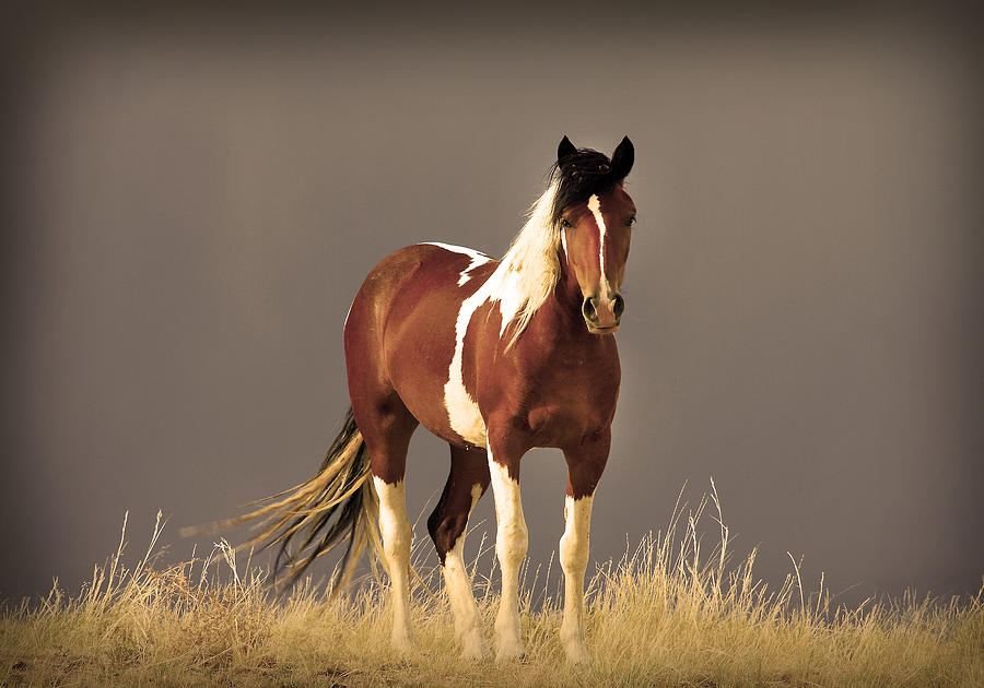 Paint Filly Wild Mustang Sepia Sky Photograph by Rich Franco