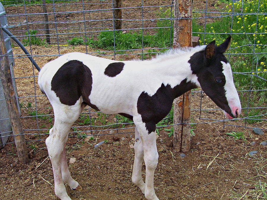 Paint Foal Photograph