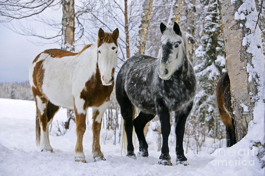 Paint Horse And Gray Quarterhorse Photograph by Rolf Kopfle
