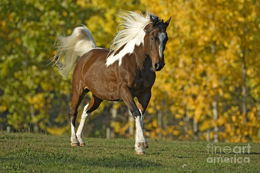 Paint Horse, Gelding Photograph by Rolf Kopfle