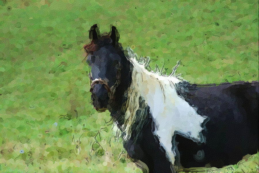 Horse Digital Art - Paint horse in field by George Ferrell