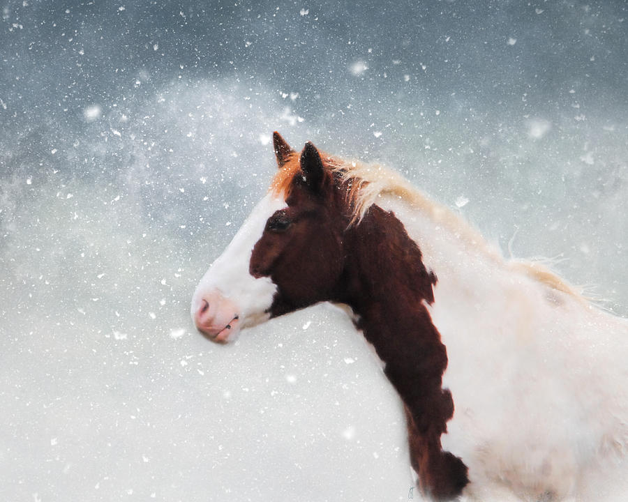 Paint Horse in the Snow Photograph by Jai Johnson