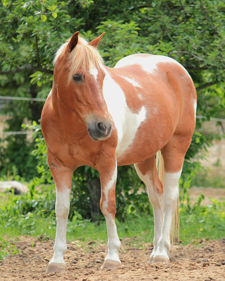 Paint Horse Photograph by Karen Morang - Fine Art America