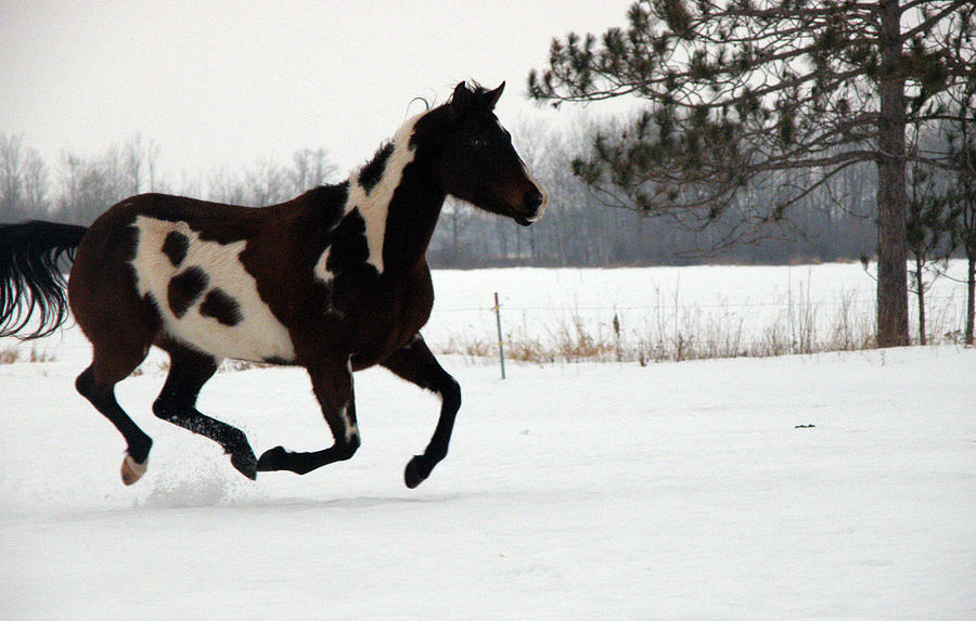 Paint horse Photograph by Kelly Clark Schmock - Fine Art America