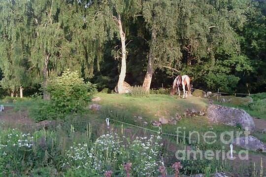 Paint Horse Photograph - Paint Horse Ronja with Garden and Forest.  by Barbro Bruhn