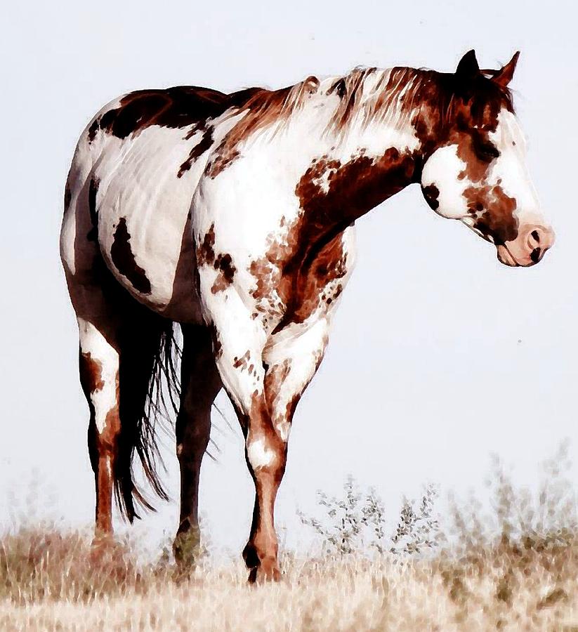 Paint Horse Watercolor Painting by Olde Time  Mercantile