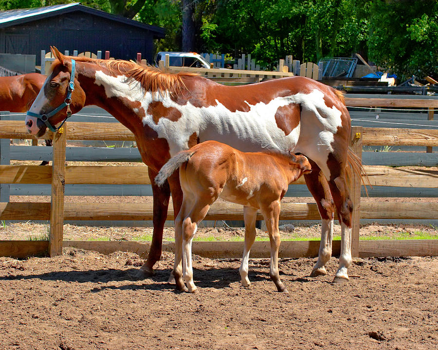 Paint Horse with colt Photograph by Mary Almond