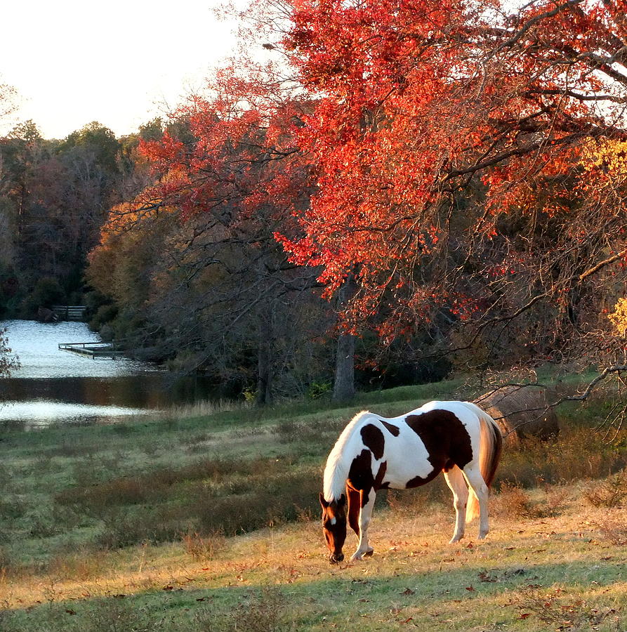 Fall Photograph - Paint horse in the Fall by Phil And Karen Rispin