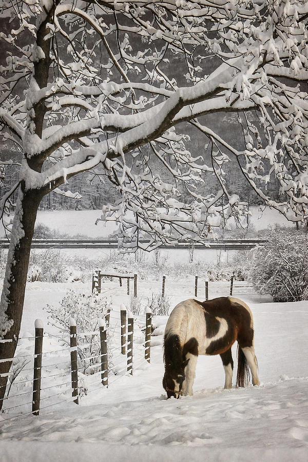 Horse Photograph - Paint in the Snow by Lori Deiter
