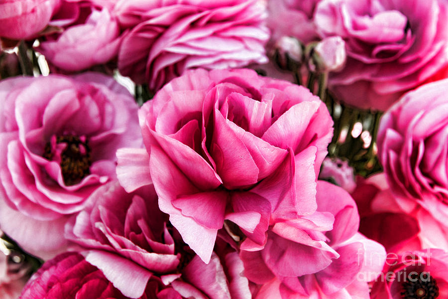 Paint Me Pink Ranunculus Flowers By Diana Sainz Photograph by Diana Raquel Sainz