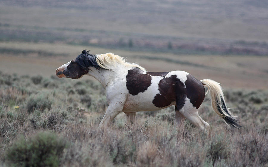 Paint Mustang Stallion Photograph by Jean Clark