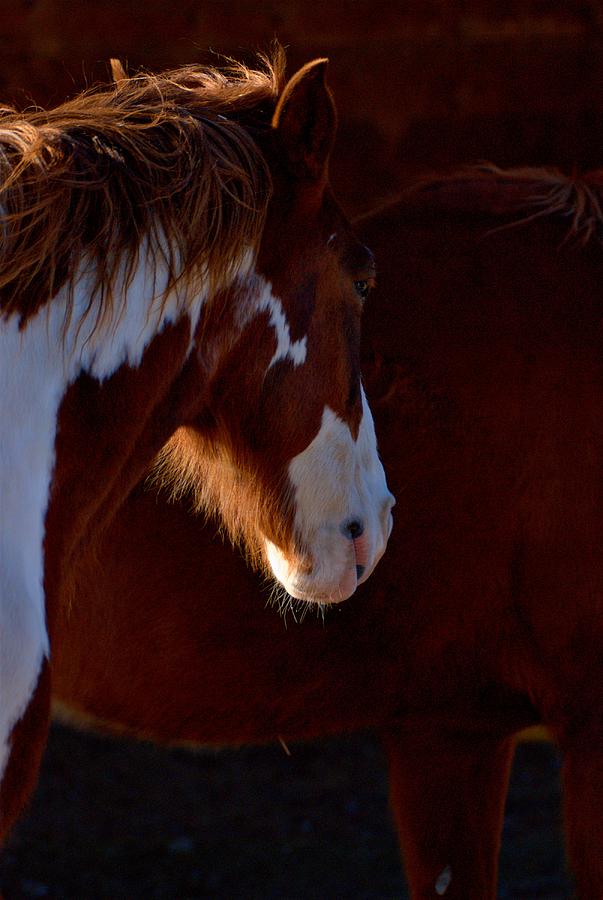 Horse Photograph - Paint Portrait 2 by Tory Stephens