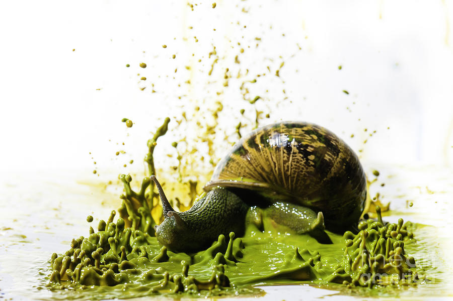 Abstract Photograph - Paint Sculpture and snail 2 by Guy Viner