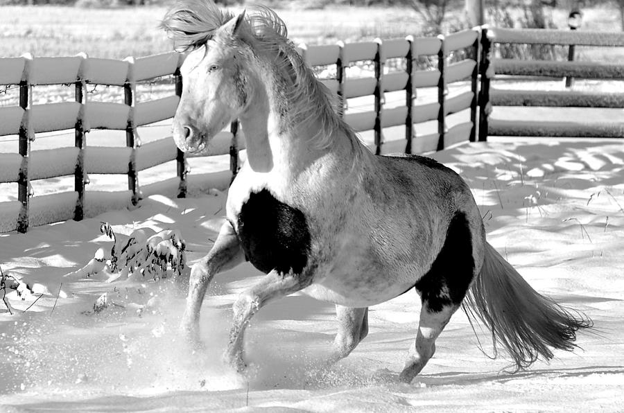 Paint The Snow Photograph By Lori Spellman - Fine Art America