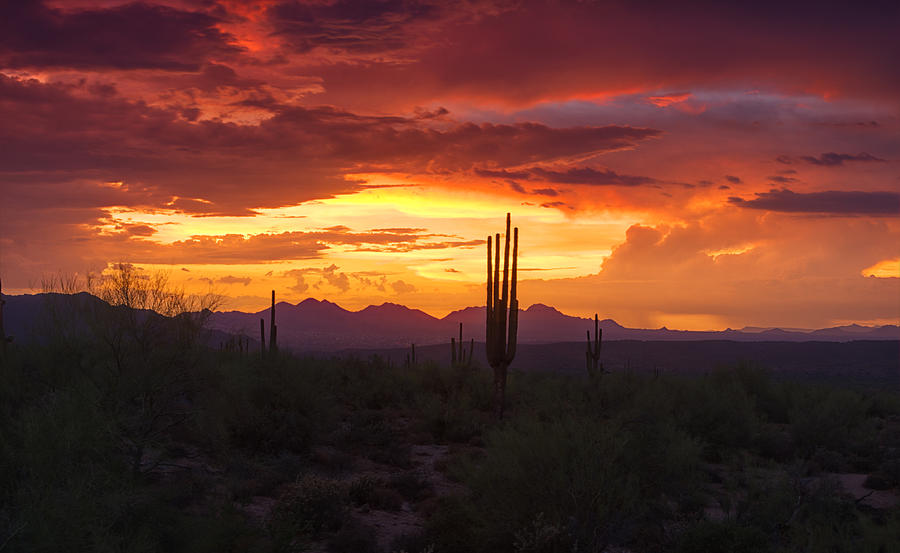 Sunset Photograph - Paint the Sonoran Skies  by Saija Lehtonen
