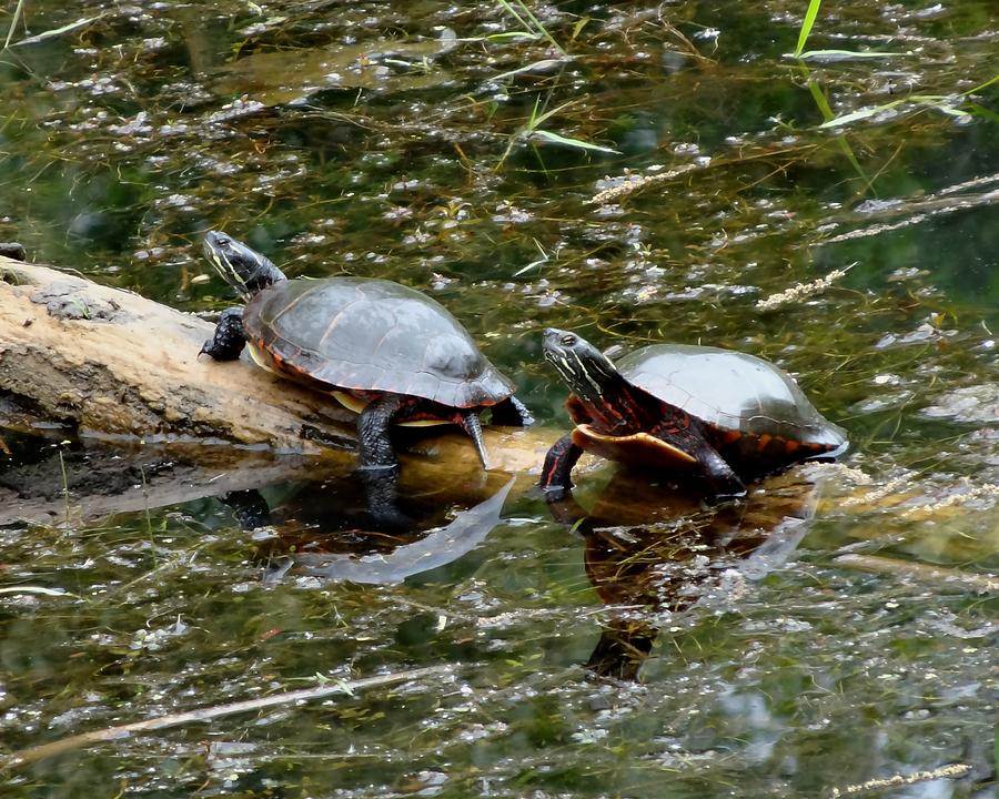 Paint Turtles on a Log Photograph by Lucinda VanVleck