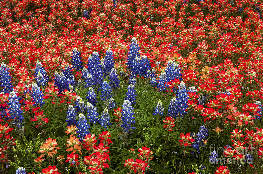 Flower Photograph - Paintbrush and Bluebonnets by Bob Phillips