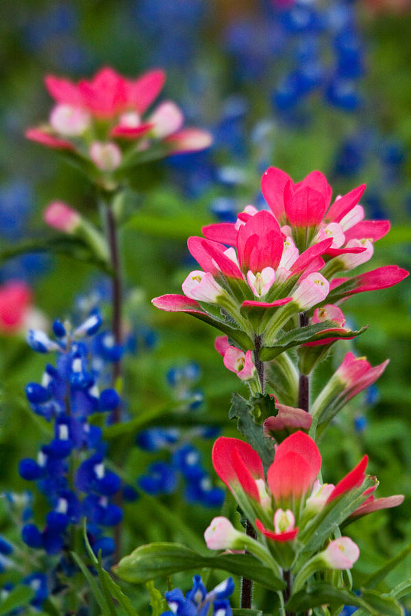 Paintbrush and Bluebonnets Photograph by Eggers Photography