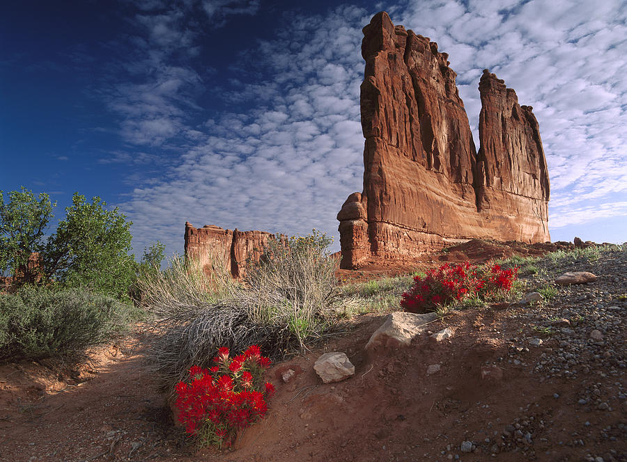 Paintbrush and The Organ Rock Photograph by Tim Fitzharris