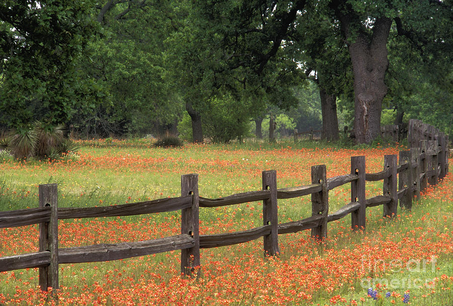 Indian Photograph - Paintbrush Fence - FS000909 by Daniel Dempster Indian Photograph - Paintbrush Fence - FS000909 by Daniel Dempster