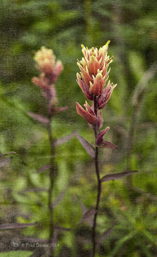 Paintbrush Photograph by Fred Denner