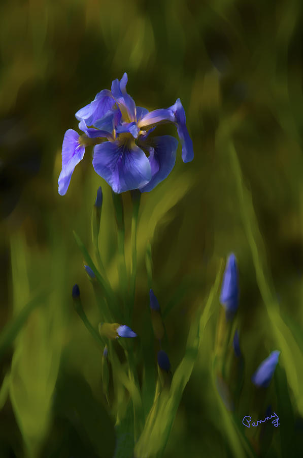 Painted Alaskan Wild Irises Photograph by Penny Lisowski