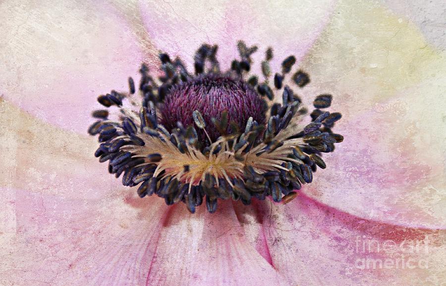 Painted Anemone Photograph by Clare Bevan