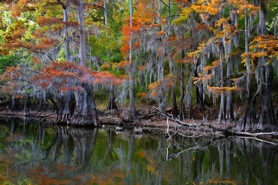 Fall Photograph - Painted Bayou by Lana Trussell