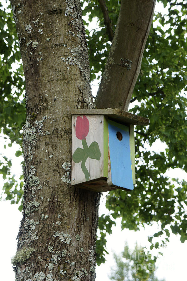 Painted Birdhouse Photograph by John  Mitchell