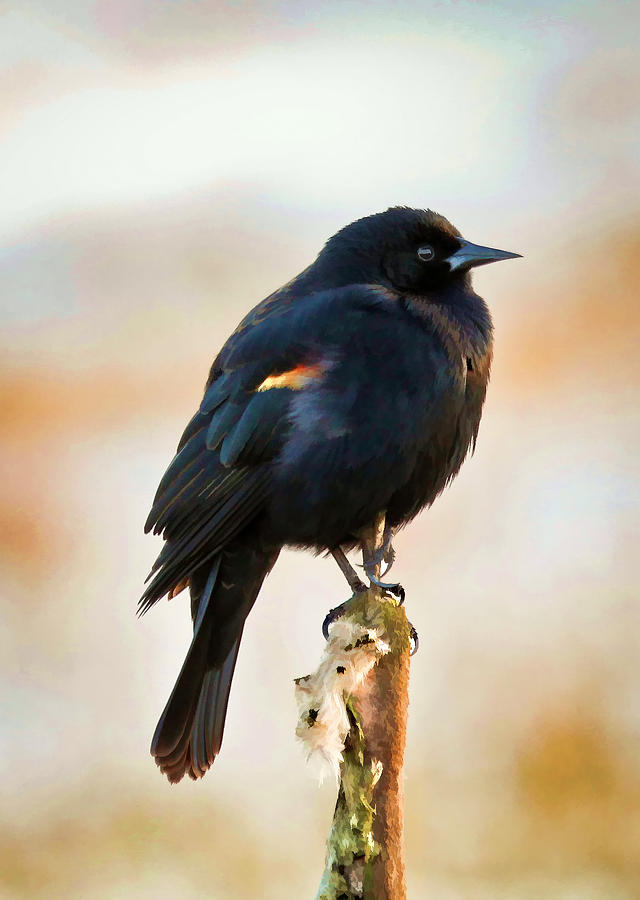 Painted Black Bird Photograph by Athena Mckinzie