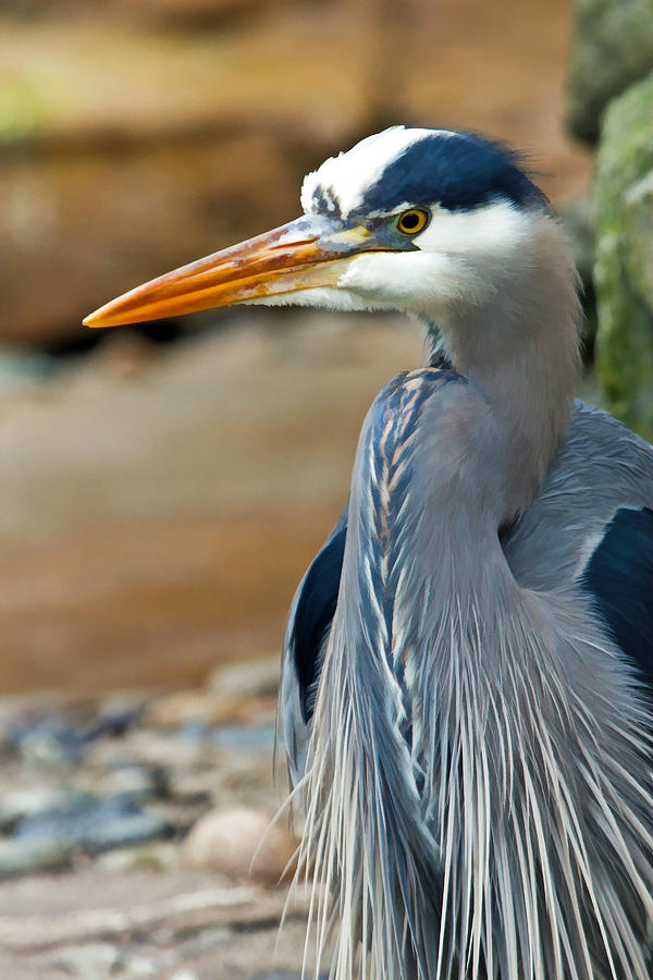 Painted Blue Heron Photograph by Athena Mckinzie | Fine Art America