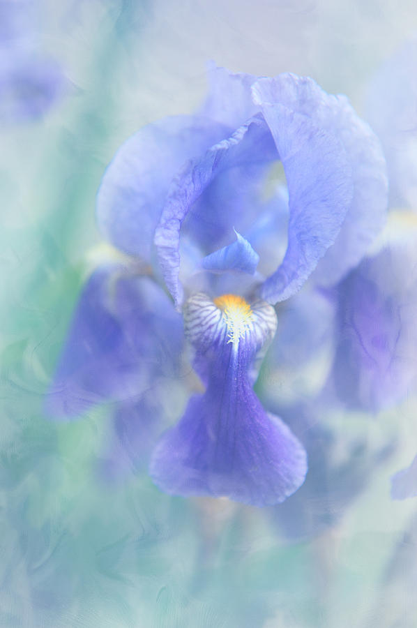 Iris Photograph - Painted Blue Iris by Jenny Rainbow