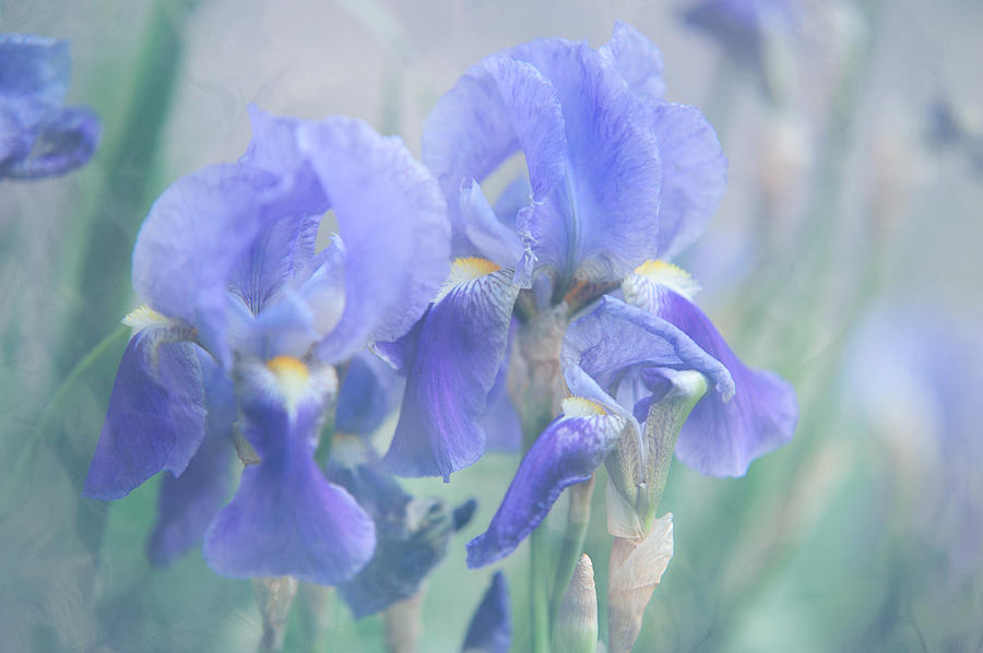 Painted Blue Irises 1 Photograph by Jenny Rainbow