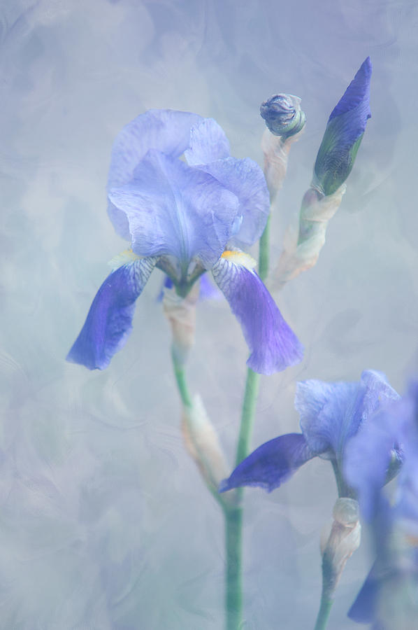 Painted Blue Irises. Vertical Photograph by Jenny Rainbow