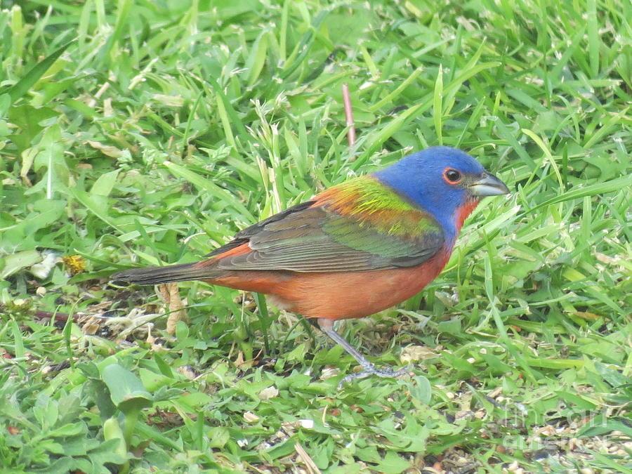 Painted Bunting 1 Photograph by Aimee Mouw