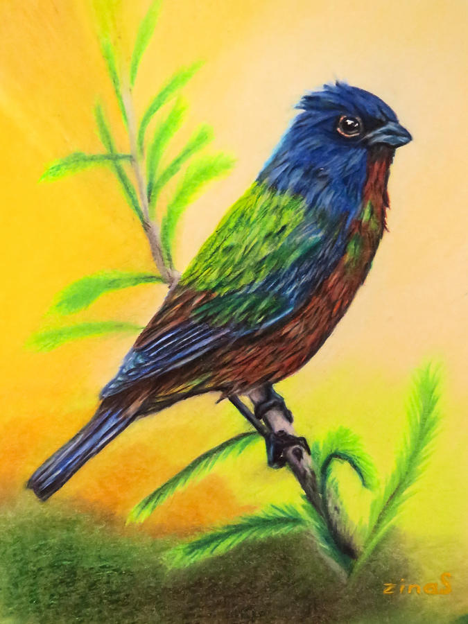 Bird Drawing - Painted Bunting bird by Zina Stromberg
